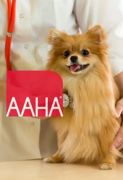 AAHA logo in front of a spitz being examined by a veterinarian